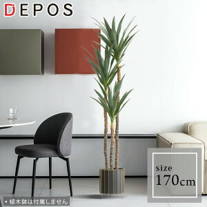 tFCNO[ ^ ϗtA tFCN A  O[ i` bJ 170cm Yucca elephantipes y^zցzhnw1
