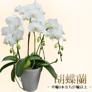 jEMtgEv[g/Ӓ  3{E27ֈȏ(ڂ݊܂)/s//a j LO oYj JX j zj  w ̓ hV̓ 