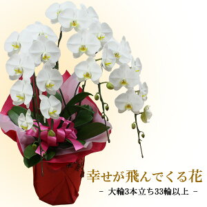 jEMtgEv[g/Ӓ  3{E33ֈȏ(ڂ݊܂)/s//a j LO oYj JX j zj  w ̓ hV̓ 