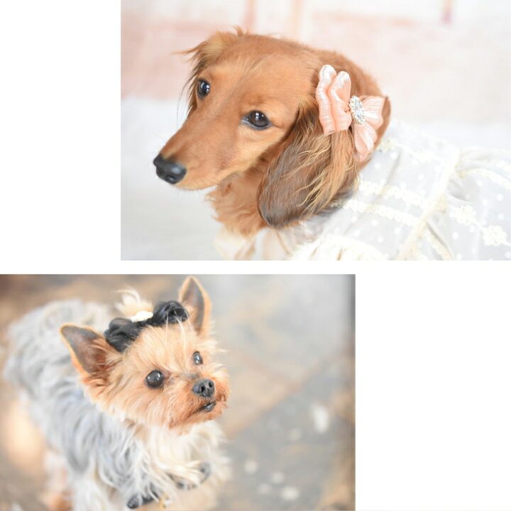 楽天市場 犬 ヘアアクセサリー 大きめ シフォン リボン ヘアピン 髪飾り ハンドメイド トイプードル チワワ ヨークシャテリア Mダックスなどの小型犬 猫 ペット用 Hapi Co