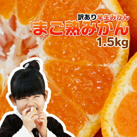 予約販売11月中旬順次発送《最高傑作熟みかん》庄村さんの愛情で育てました、元気と味に自信！！熊本県産 まご熟みかん1箱1.5kg ★配送指定はできません【訳あり】 大中小混合【2箱購入で送料無料+1kgおまけ！ 3箱購入で+3kgおまけ♪】《注》1箱購入の場合送料が発生します