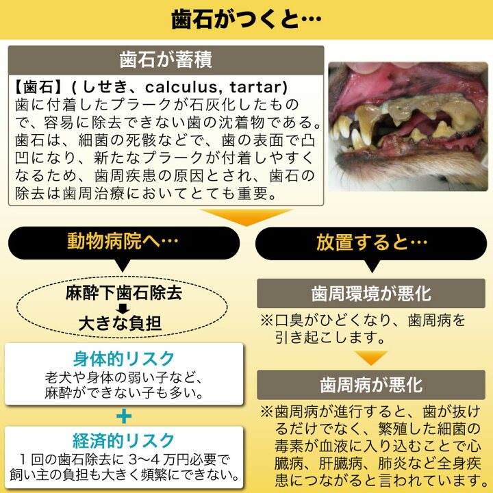 驚きの価格が実現 トーラス 国産 犬の歯みがき シニア ペースト 38g 犬 老犬 歯磨き粉 犬用 老犬用 歯みがき 歯磨き デンタルケア 歯石 歯垢 歯周病 予防 はみがき Discoversvg Com