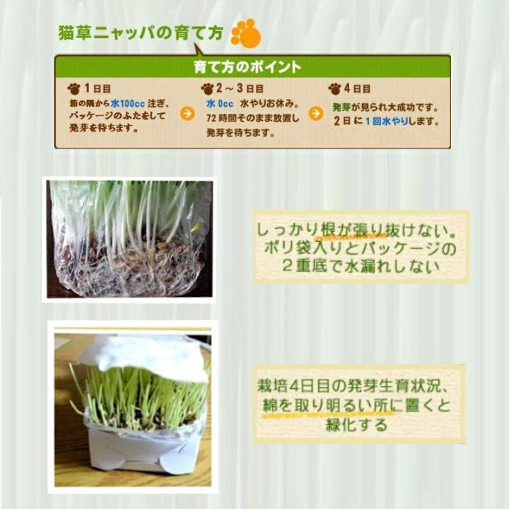 楽天市場 猫草 ヘルシーガーデン ニャッパ 大麦若葉栽培2回分セット ねこ草 ネコ草 種 栽培キット 無農薬 北海道 国産 安心 安全 毛玉対策 キャットグラス 発芽率90 保証 ハピポート 楽天市場店