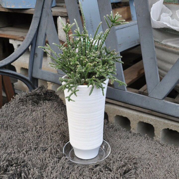 楽天市場 リプサリス ピロパルカ 白トウキ鉢 プラ下皿付き 多肉植物 サボテン 希少植物 はっぴーくろーばー はっぴーくろーばー 楽天市場店