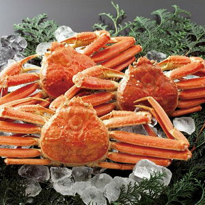 Ε  CN  CY Mtg kCY 킢 p 500g 3 Zbg lߍ킹 YCKj I  痿 ɂ  O Hi Ⓚ Ε 2025 ΕMtg 