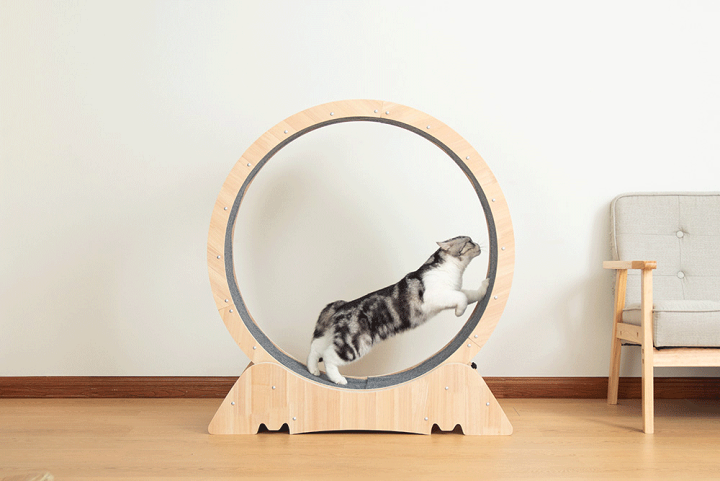 楽天市場】キャットホイール キャットランナー 猫 ルームランナー