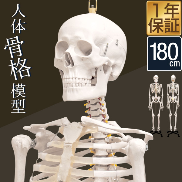 人体模型 約166cm 人体骨格模型 等身大の人体の骨格をリアルに表現 最大49%OFFクーポン 1年保証 ヒューマンスカル 模型 骨格標本 送料無料 整体 整骨院 おもちゃ 骨格モデル リアル 57%OFF 小道具