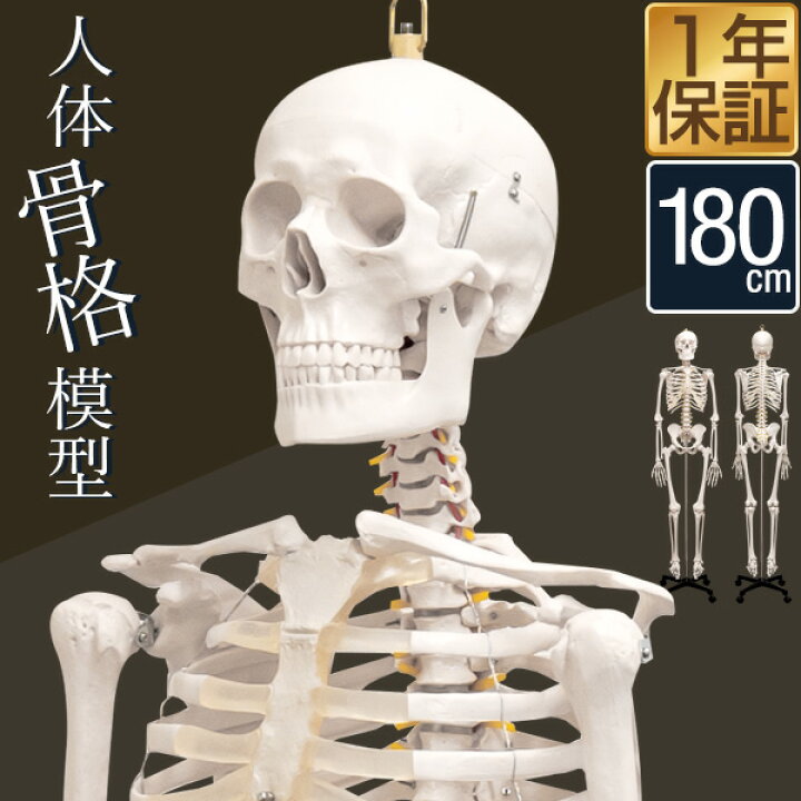 33.5インチ 👣 【左】 1/2 等身大人体骨格モデル、医療解剖学教育用ディスプレイ、骨数200個、手足は自然な状態に曲げることができます。