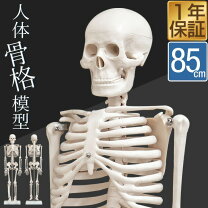 楽天市場】ミニ 骨格模型 人体（医薬品・コンタクト・介護）の通販