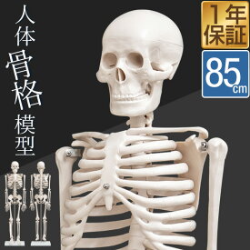 人体模型 骨格模型 骨 約85cm 1/2モデル 展示スタンド付き 骨格標本 骨格モデル 全身骨格模型 直立 可動 医学 理学 解剖学 整体 整骨院 関節 資料用 説明用 リアル レプリカ ディスプレイ 骨格モデル セット ヒト骨格 解剖骨格 1年保証 ●[送料無料]