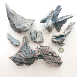 流木 約6cm〜約21cm 210624a