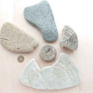 流木 約5cm〜約18.5cm 211014