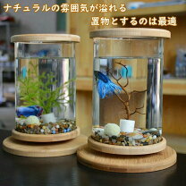 楽天市場】円柱 水槽（水槽・アクアリウム｜熱帯魚・アクアリウム 