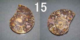 1点物 マダガスカル産アンモナイト 両側スライス 化石平型 各1点限りです/天然石 （ポスト投函配送選択可能です）