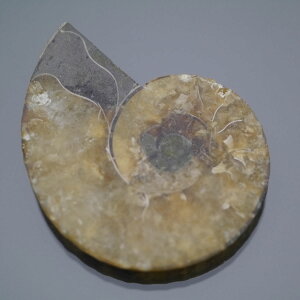 }_KXJ YAiCg n[tJbg 1_ TCY9.1g 39.1mm×30.3mm×6mm  F VF VR |XgzI\ł