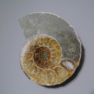 }_KXJ YAiCg n[tJbg 1_ TCY11.8g 35.1mm×29.4mm×10.2mm  F VF D VR |XgzI\ł