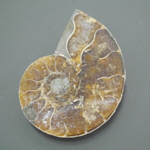 }_KXJ YAiCg n[tJbg 1_ TCY5.2g 32.8mm×25.4mm×5.4mm  F VF D VR |XgzI\ł