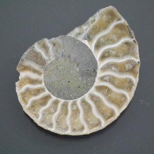 }_KXJ YAiCg n[tJbg 1_ TCY10.6g 41.4mm×33.4mm×6.6mm  F VF D VR |XgzI\ł