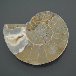 }_KXJ YAiCg n[tJbg 1_ TCY8.4g 37.8mm×30.5mm×5.2mm  F VF D VR |XgzI\ł