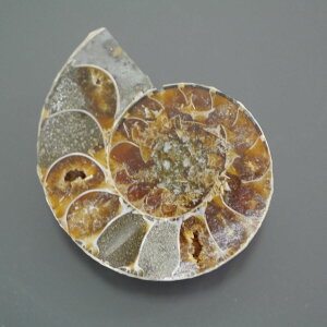 }_KXJ YAiCg n[tJbg 1_ TCY10.1g 34.1mm×27.5mm×8.9mm  F VF D VR |XgzI\ł