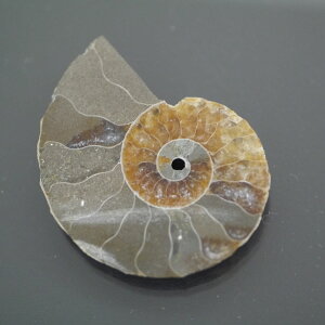 }_KXJ YAiCg n[tJbg 1_ TCY5.5g 34.2mm×26.7mm×4.8mm  F VF D VR |XgzI\ł