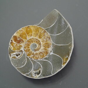 }_KXJ YAiCg n[tJbg 1_ TCY11.4g 31.6mm×27mm×10.3mm  F VF D VR |XgzI\ł