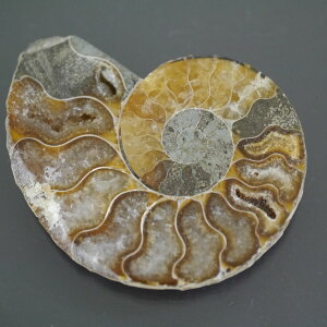 }_KXJ YAiCg n[tJbg 1_ TCY13.3g 44.5mm×34.3mm×6.8mm  F VF D VR |XgzI\ł