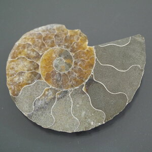 }_KXJ YAiCg n[tJbg 1_ TCY14.9g 49.3mm×37.1mm×6.5mm  F VF D VR |XgzI\ł