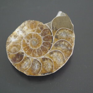 }_KXJ YAiCg n[tJbg 1_ TCY8.2g 30.8mm×25.1mm×7.9mm  F VF D VR |XgzI\ł