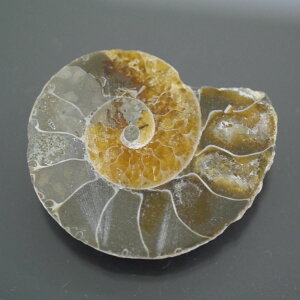 }_KXJ YAiCg n[tJbg 1_ TCY12.7g 36.9mm×31.3mm×8.6mm  F VF D VR |XgzI\ł