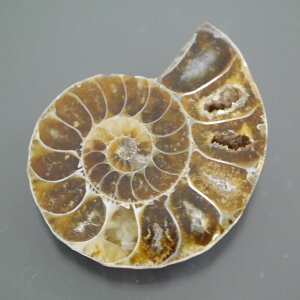 }_KXJ YAiCg n[tJbg 1_ TCY10g 34.1mm×28.6mm×8mm  F VF D VR |XgzI\ł