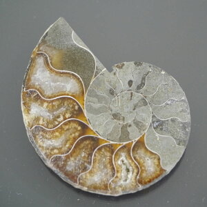 }_KXJ YAiCg n[tJbg 1_ TCY27.9g 59.2mm×46.2mm×9mm  F VF D VR |XgzI\ł