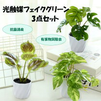 楽天市場】フェイクグリーン光触媒（人工観葉植物｜造花・人工観葉植物 
