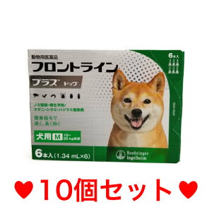 SyZ߁EEzցz p tgCvX M i10`20kgj 6{ [10Zbg]@ȂȂ莟I