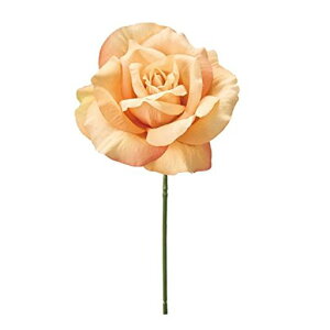 ReCOMAGIQ`Rbg[YsbNCG[IWԌa13xL24cm1{FM300879-004