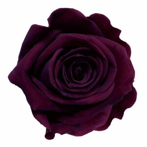 �v���}���F�[���v���U�[�u�h�t�����[�ׂ׃I�o�W�[��20�֓�