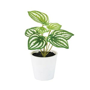 (Tokyodo)yy~Av`|bgW15xH17cm8xH75cm1FZ009199-zzz