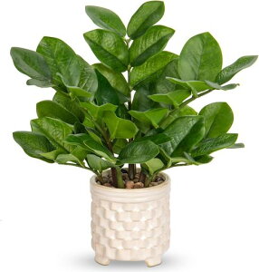 VillaComotFCNO[CeAO[|gXlHϗtAƒ남v[g̓hV̓VzjJXj(rt()30CM)