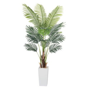 lHV̖؁A6.2tB[gtFCNc[zCgg[v^[lHAJV̖؁AAȗt̂w̍lHAz[ItBXrO[_ȑp