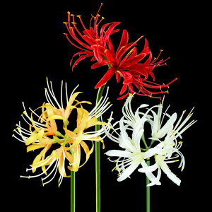 DIFEIUKIԙ֎썹ؔފ݉3{ZbgqKoi͂ȂԃbhzCgIWFΕfu[PCeAuʐ^Bev[g葢Ԍ|ptFCNt[