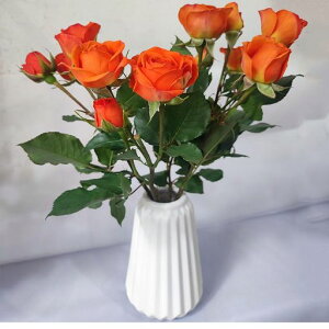 ԕrt[x[Xԕr֑}Ȃт傫Ԃт񂩂тԊFukukaVvJr1蕧dтƂԊ핧dpԃr(zCgC)