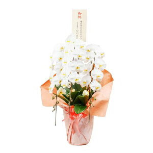 �n�i�v��(HANAPRO)��֌Ӓ���3�{�����Q�܂މԐ�33�ֈȏ㐶�ԃv���[���g�J�X�j���A�C�j���ړ]�j���V�z�j�����a�����j����������