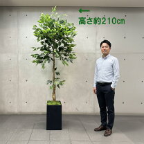 楽天市場】210cm ベンジャミン フェイクグリーンの通販
