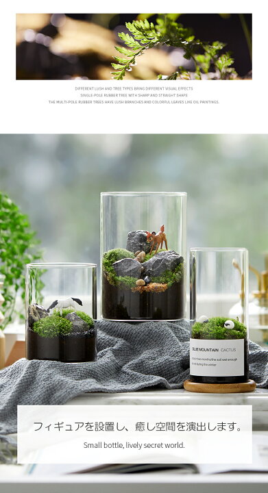 国内送料無料 グラストモスｓ 苔テラリウム コケ栽培セット 聖新陶芸 観葉植物 ガーデニング インテリア雑貨 プレゼント ギフト