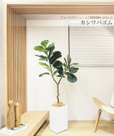 カシワバゴム 150cm 人工観葉植物　フェイクグリーン 観葉植物 造花 光触媒 鉢付 軽量セメント ファイバーセメント　フェイク グリーン インテリア おしゃれ　お祝い 消臭 QYR112 送料無料