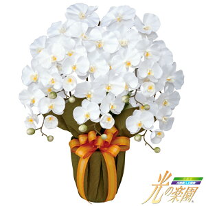 G} ̊y GKgӒW SE5-181-5 j j Ε ̓ TԂ hV̓ ܎O e  v[g l a  ̓̓ zǔ̃Gl