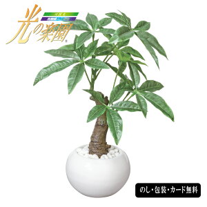 G} ̊y pL|bg SE5-181-1 JXj j j Ε ̓ TԂ hV̓ ܎O e  v[g l a  ̓̓ zǔ̃G