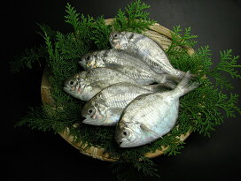 楽天市場 お魚 いぼだい 瀬戸内の天然活魚 はりかい