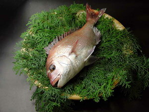 ˓Y@YVR^2@400`600gx2@joׁAj