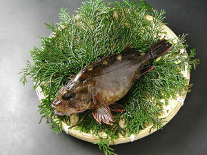 釣り仕掛け カサゴ 魚の人気商品 通販 価格比較 価格 Com 釣り仕掛け カサゴ 魚の人気商品 通販 価格比較 価格 Com